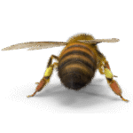 BuzzBeeEquip Small popup