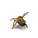 Popup promotion for BuzzBeeEquip beekeeping equipment, honey extractors, and tools