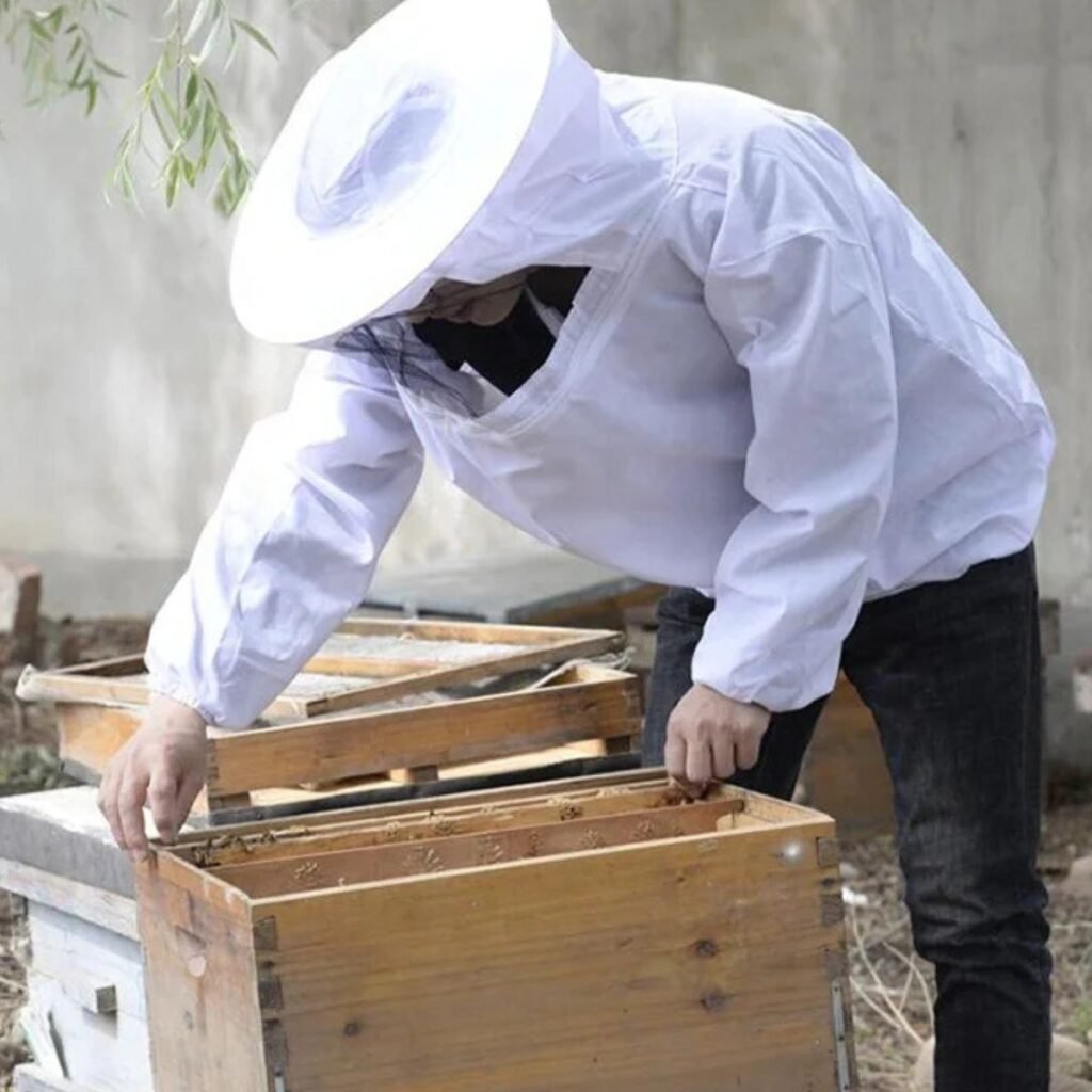 Beekeeper inspecting hive wearing white cotton beekeeping jacket with round veil BBE-CS101—entry-level protection.